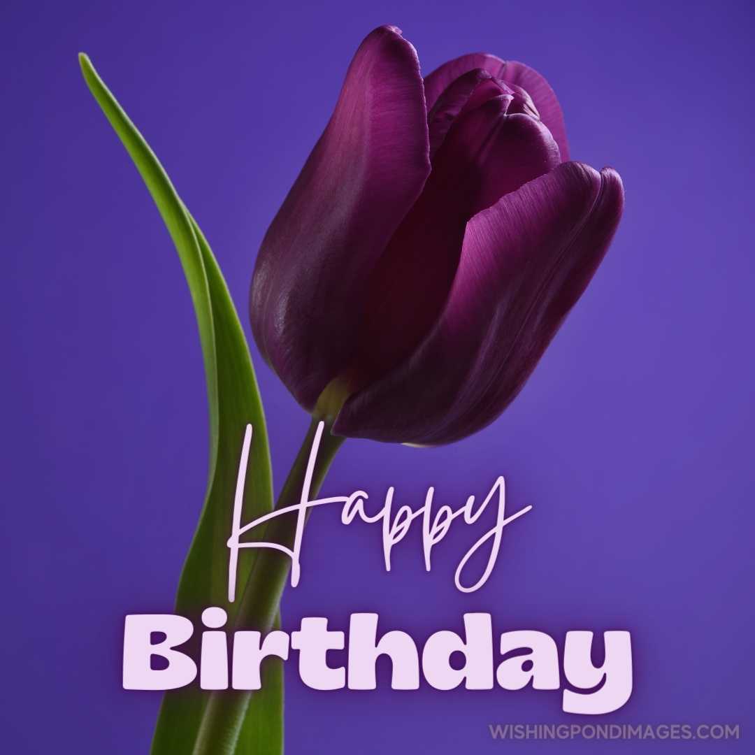 Dark purple tulip on a bright green stem isolated on a purple background. Happy Birthday Purple Flow